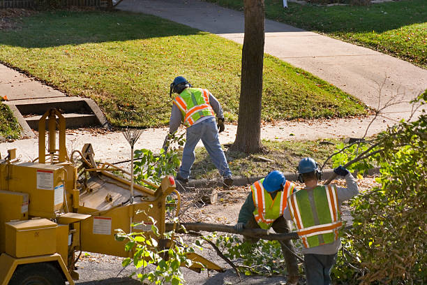 Best Lawn Dethatching Services  in USA